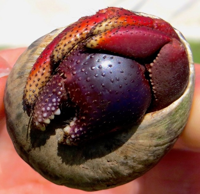 Hermit Crab, Abaco Bahamas (Keith Salvesen / Rolling Harbour)