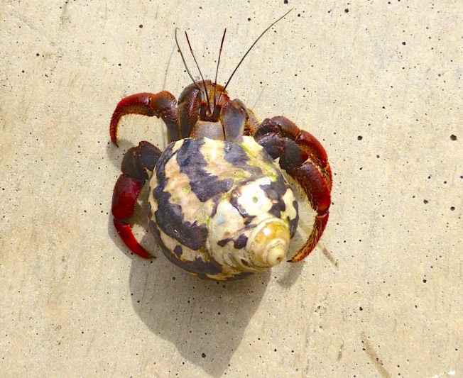 Hermit Crab, Abaco Bahamas (Keith Salvesen / Rolling Harbour)