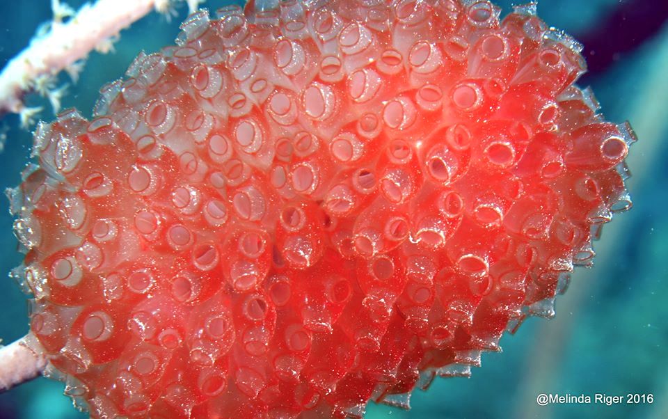 Painted Tunicates Bahamas (Melinda Riger / GB Scuba)