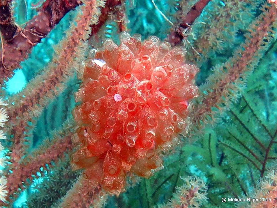 Painted Tunicates Bahamas (Melinda Riger / GB Scuba)