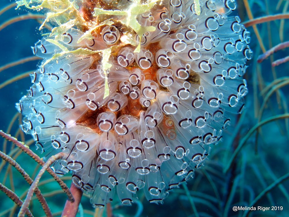 Painted Tunicates Bahamas (Melinda Riger / GB Scuba)