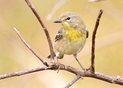 Pine Warbler (immature), Abaco Bahamas (Bruce Hallett)