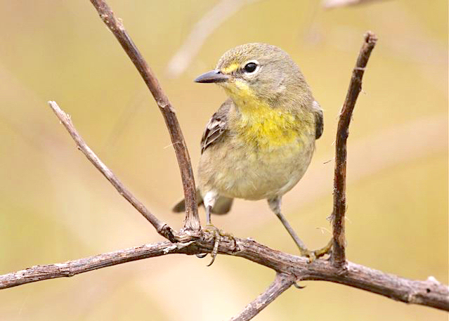 Pine Warbler (immature), Abaco Bahamas (Bruce Hallett)