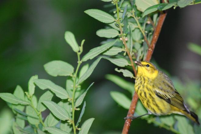 Cape May Warbler, Abaco Bahamas (Sandy Walker)