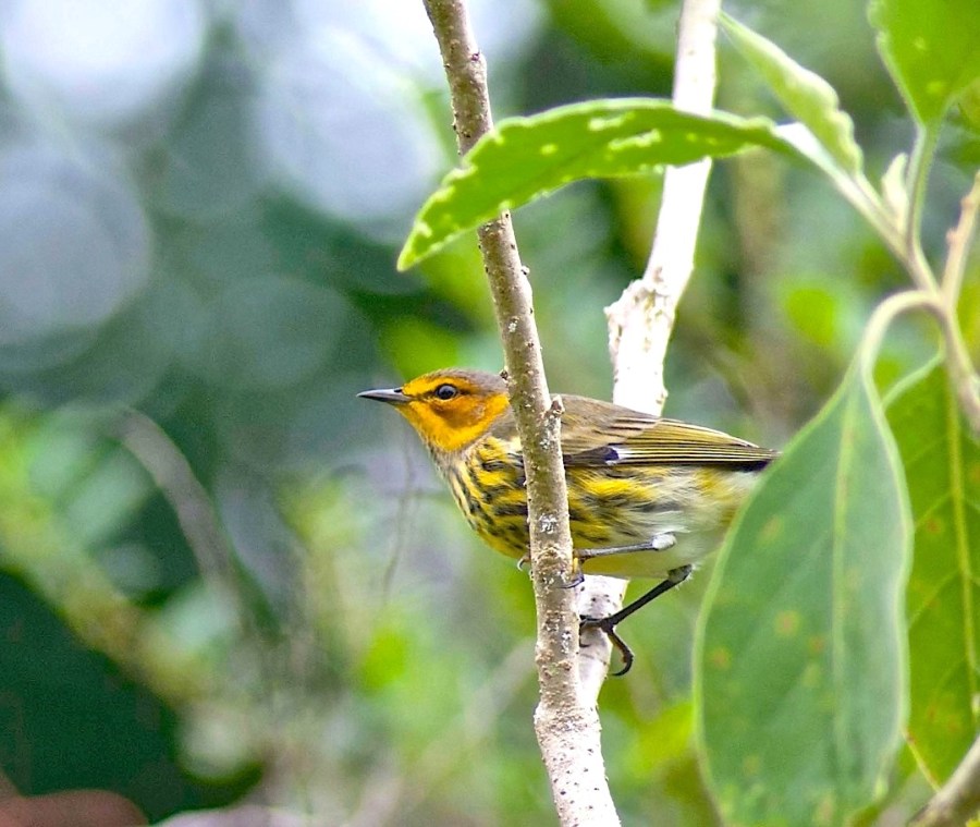 Cape May Warbler, Abaco Bahamas (Sandy Walker)