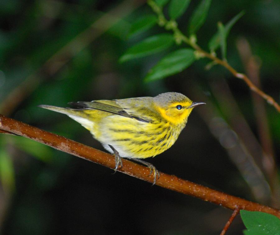 Cape May Warbler, Abaco Bahamas (Sandy Walker)