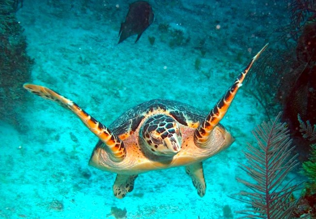 Hawksbill Turtle (Melinda Riger / Grand Bahama Scuba)