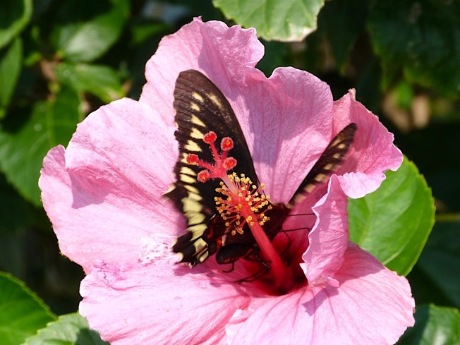 Pink Hibiscus (with Polydamus Swallowtail) Abaco Bahamas (Keith Salvesen)