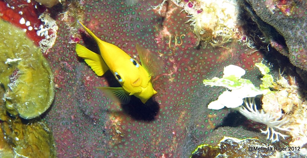 ROCK BEAUTY: BAHAMAS REEF FISH (Melinda Riger / GB Scuba)