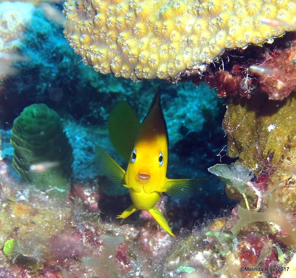 ROCK BEAUTY: BAHAMAS REEF FISH (Melinda Riger / GB Scuba)