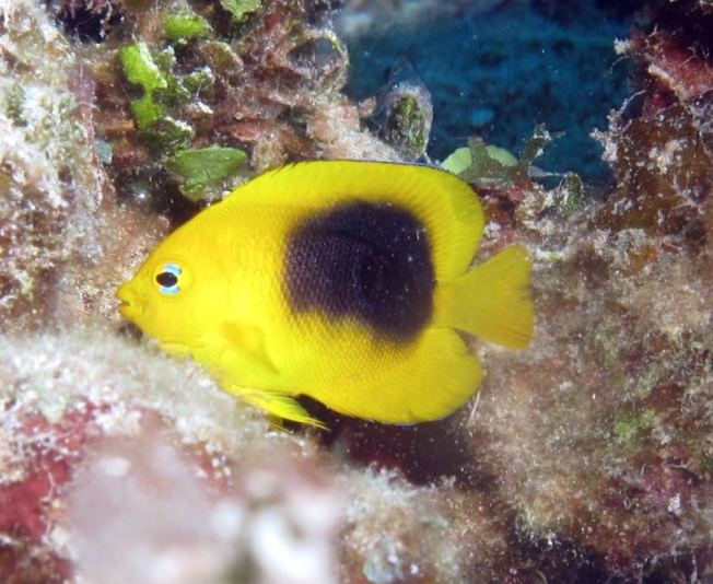 ROCK BEAUTY: BAHAMAS REEF FISH (Melinda Riger / GB Scuba)