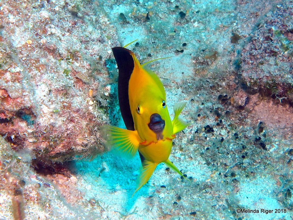 ROCK BEAUTY: BAHAMAS REEF FISH (Melinda Riger / GB Scuba)