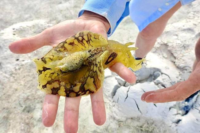 Sea Hare, Abaco Bahamas (Melissa Maura)