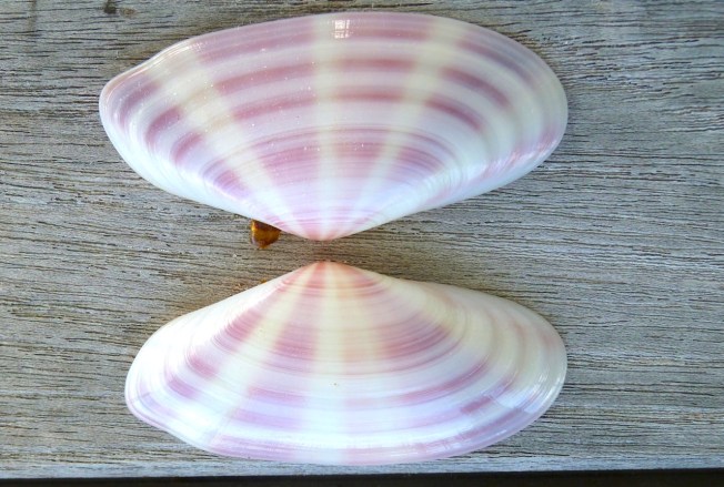 Sunrise Tellin Shell, Abaco Bahamas (Keith Salvesen Rolling Harbour)