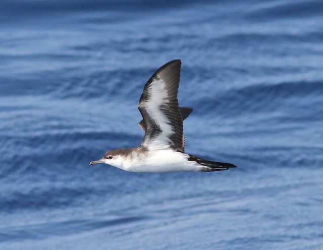 Audubon's Shearwater (Neotropical Birds / Cornell / Brian Sullivan)