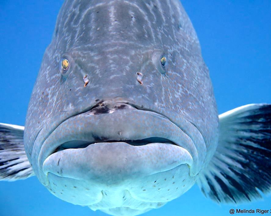 Black Grouper, Bahamas (Arnold) - Melinda Riger @ GB Scuba