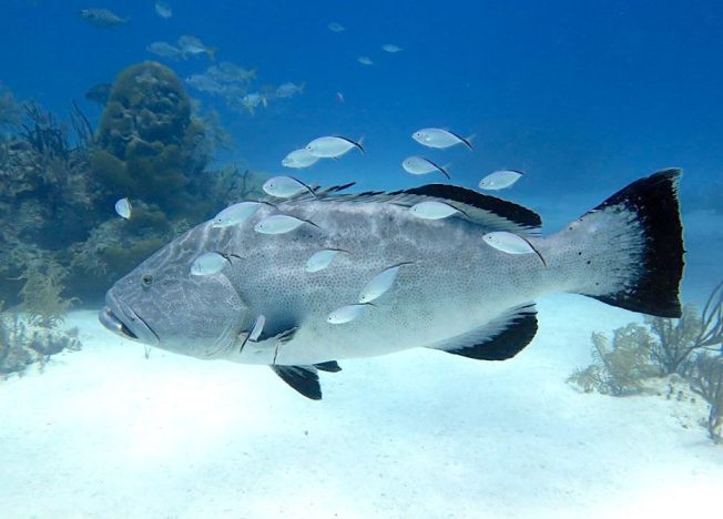 Black Grouper, Bahamas (Arnold) - Melinda Riger @ GB Scuba
