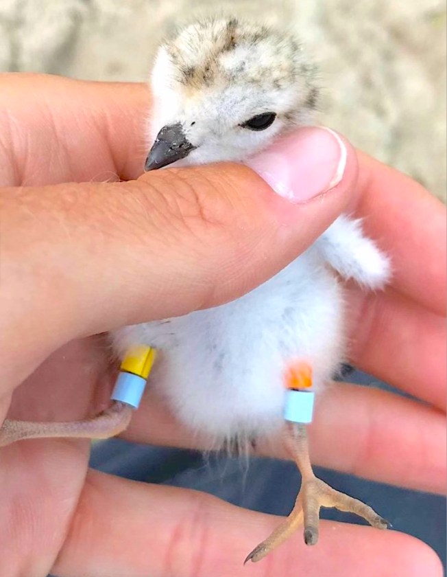 Piping Plover Chick Holgate NJ (Michelle Stantial)