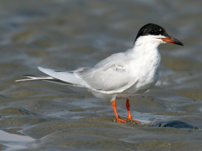 Forster's Tern (Dick Daniels)