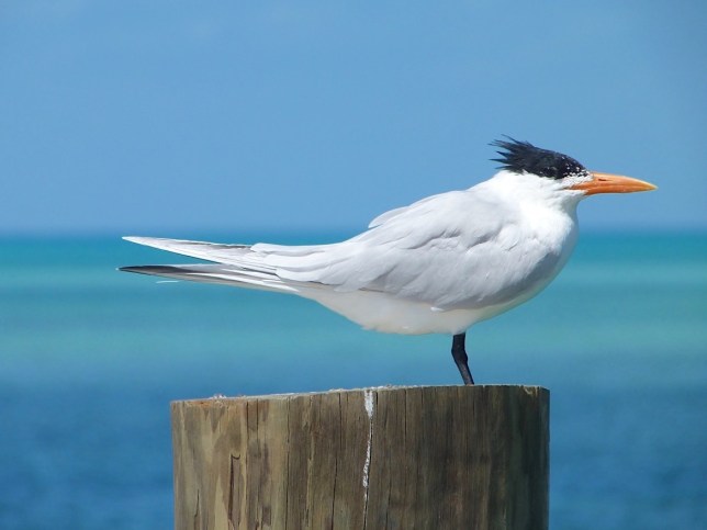 Royal Tern, Abaco Bahamas (Keith Salvesen)