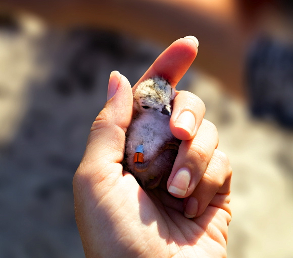 Piping Plover Chick