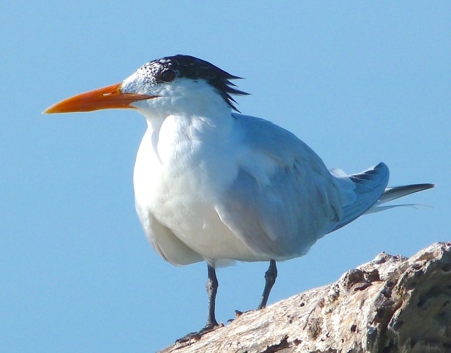 Royal Tern, Abaco Bahamas (Keith Salvesen)