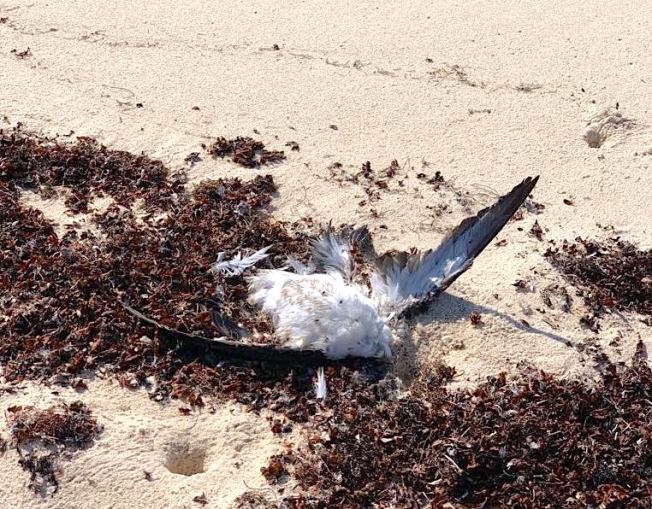 Shearwater die-off Abaco Bahamas (Rhona Pearce))