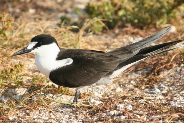 Sooty Tern, Duncan Wright wiki
