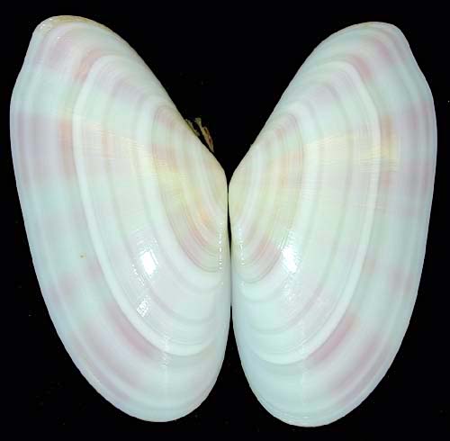 Sunrise Tellin Shell, Abaco Bahamas (Seashells . org)