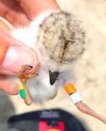 Piping Plover 'Abaco' CWFNJ