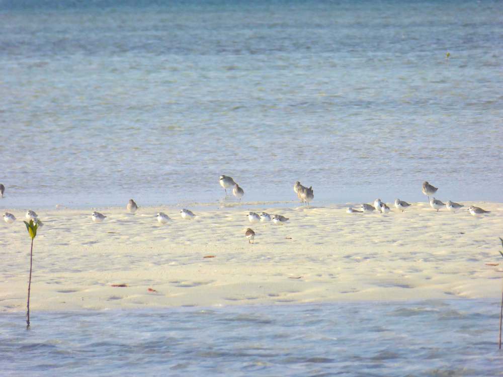 Piping Plover Flock, Cherokee Sound, Abaco Bahamas (Lucy & Mark Davies)