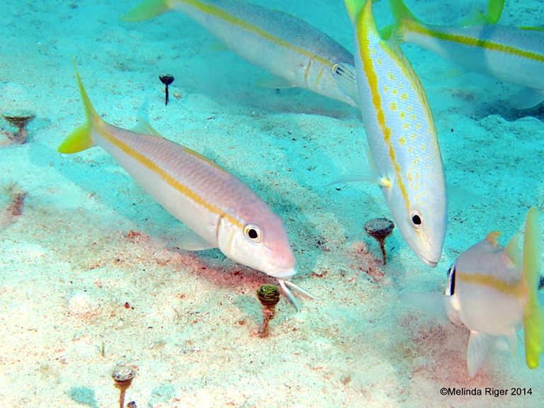 BAHAMAS REEF FISH (53): YELLOW GOATFISH | ROLLING HARBOUR ABACO