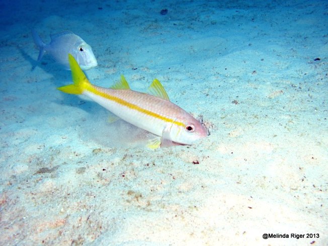Goatfish, Bahamas (Melinda Riger / G B Scuba)