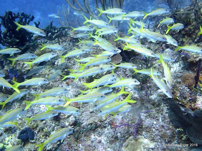 Goatfish, Bahamas (Melinda Riger / G B Scuba)