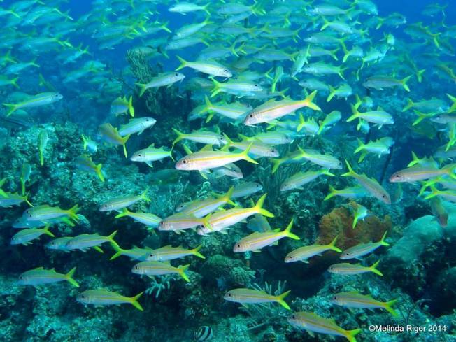 Goatfish, Bahamas (Melinda Riger / G B Scuba)