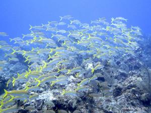 Goatfish, Bahamas (Melinda Riger / G B Scuba)