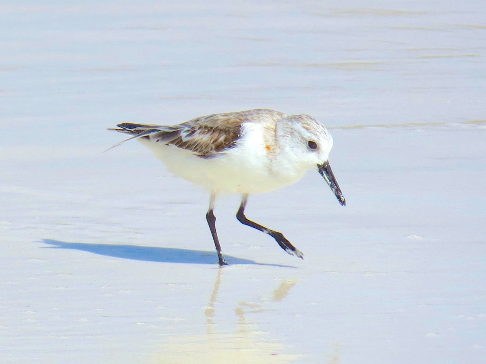 Sanderling, Delphi Beach Abaco Bahamas (Keith Salvesen / Rolling Harbour)