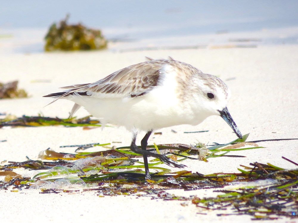 Sanderling, Delphi Beach Abaco Bahamas (Keith Salvesen / Rolling Harbour)