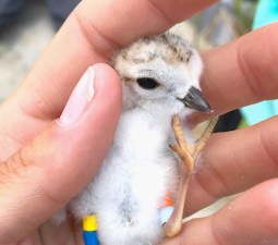 Piping Plover 'Keith' - CWFNJ