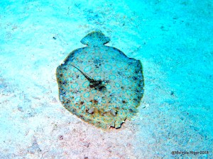 Peacock Flounder (Melinda Riger / G B Scuba)