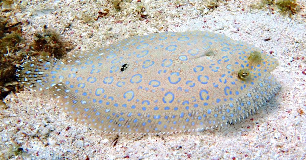 Peacock Flounder (Melinda Rogers / Dive Abaco)