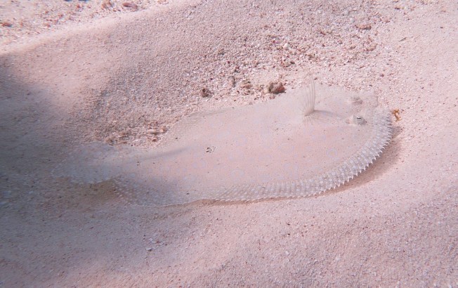 Peacock Flounder (Melinda Rogers / Dive Abaco)