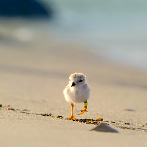 Piping Plover chick on LBI (Northside Jim Verhagen)