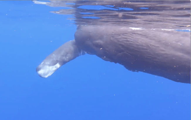 Sperm Whale baby (neonate) Abaco Bahamas (Charlotte Dunn / BMMRO)