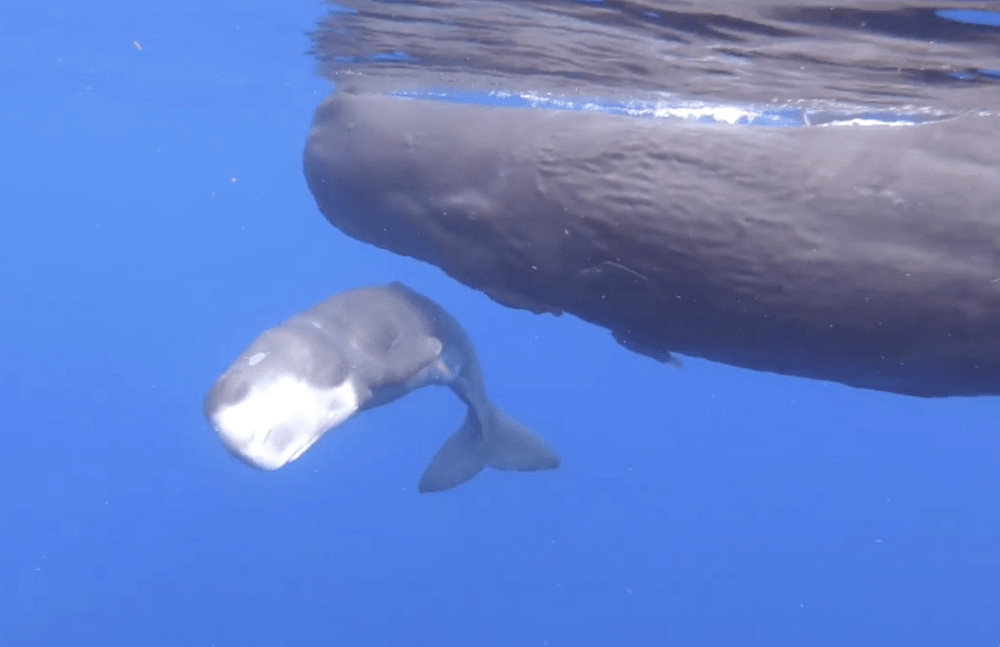 Sperm Whale baby (neonate) Abaco Bahamas (Charlotte Dunn / BMMRO)