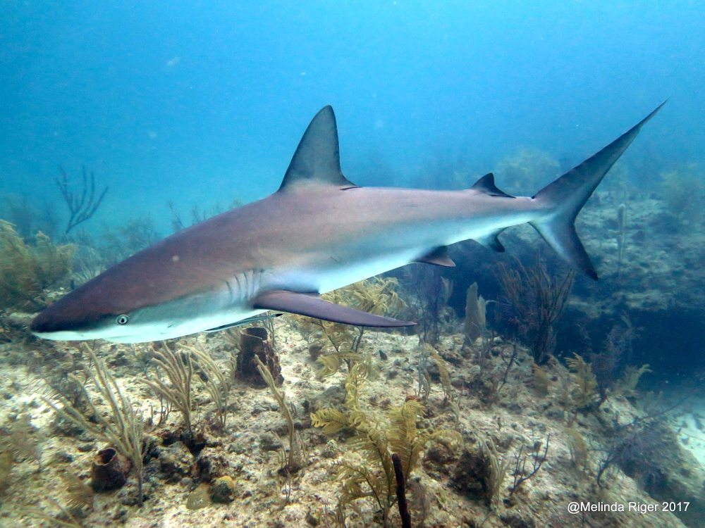 Sharks in Bahamas - Melinda Riger / Grand Bahama Scuba