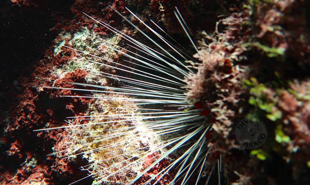 Long-spined sea urchin Diadema antillarum (Melinda Rodgers / Dive Abaco)