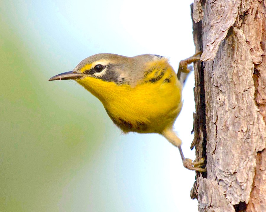 Bahama Warbler (endemic), Abaco Bahamas (Alex Hughes)