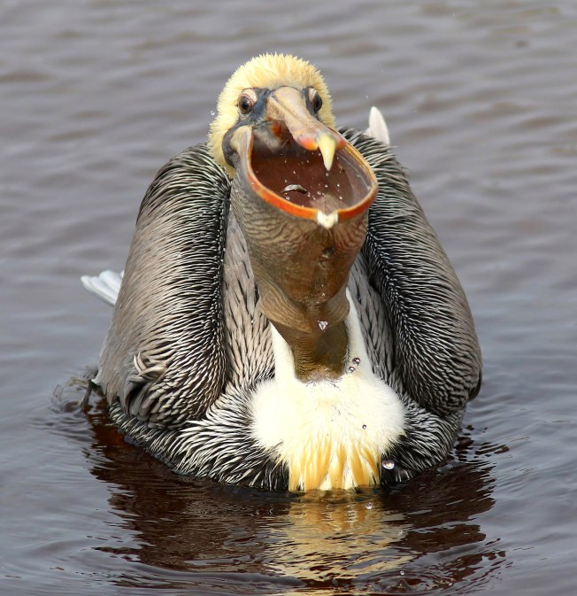 Brown Pelican, Gular Pouch / Sac (Phil Lanoue)