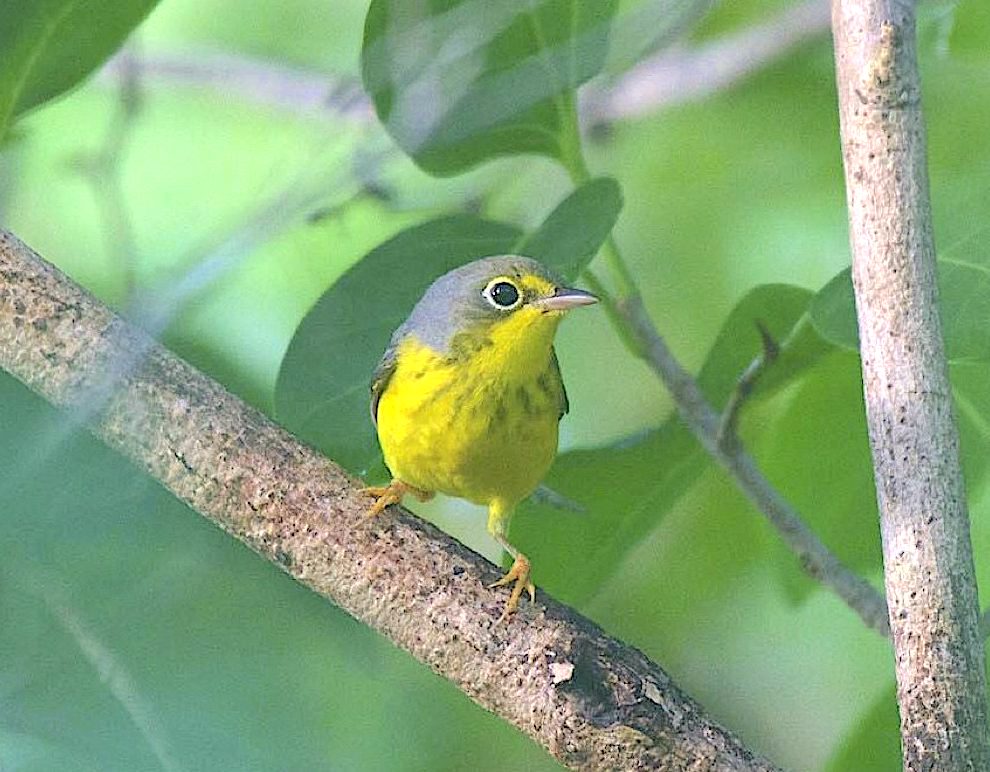 Canada Warbler, Abaco Bahamas (1st record) (Chris Johnson)